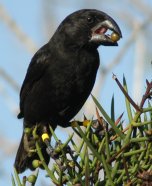 The birds Charles Darwin found