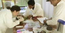 CDF science team revising nests for the invasive fly, Philornis Downsi