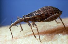 Chagas disease is a parasitic infection transmitted by blood-sucking insects, largely in impovershed areas.