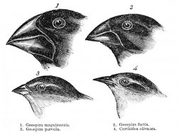 David Lack and Darwin’s Finches