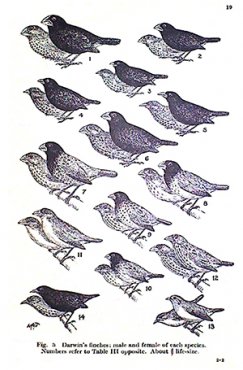 David Lack's illustration of 14 Finches