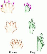 Frog and human digit development