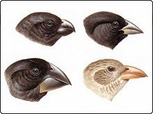 Galapagos finches, one of Darwin's ship research subjects