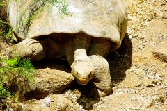 Galapagos Tortoise at the Charles Darwin Research Station