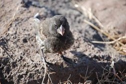 Large Cactus Finch–the Galapagos.