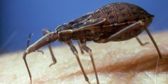 Chagas disease Charles Darwin
