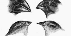 Charles Darwin eureka Moments