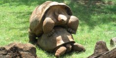 Charles Darwin Galapagos tortoise