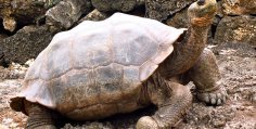 Charles Darwin tortoise Australia