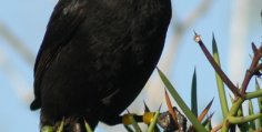 Why Is Charles Darwin Important?