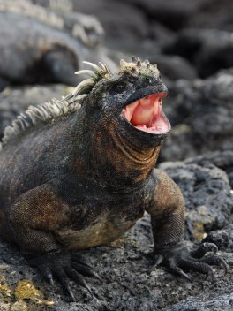 Marine Iguana