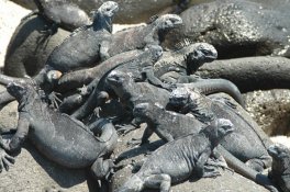 Marine Iguanas