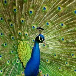 Peacock. Photo by Kristine Deppe, CC Attribution-NoDerivs 2.0 Generic (CC BY-ND 2.0), 