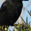Why Is Charles Darwin Important?