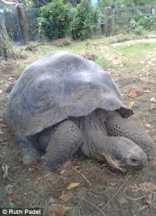 Ruth eventually saw, like an armoured car, the same immense domed shapes which Darwin saw - indeed, rode upon - in 1835