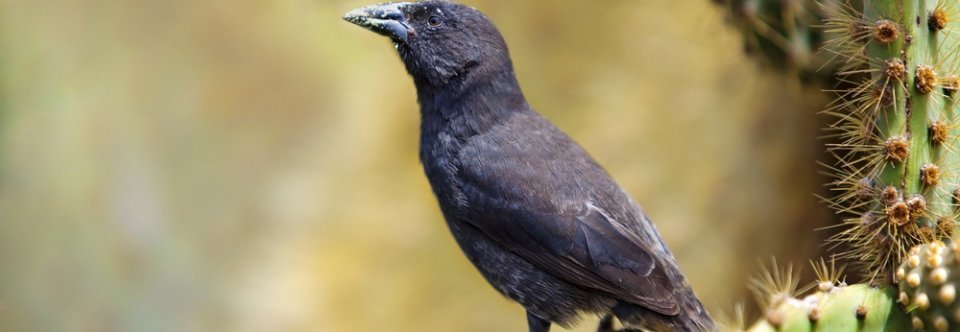 Charles Darwin and the Finches