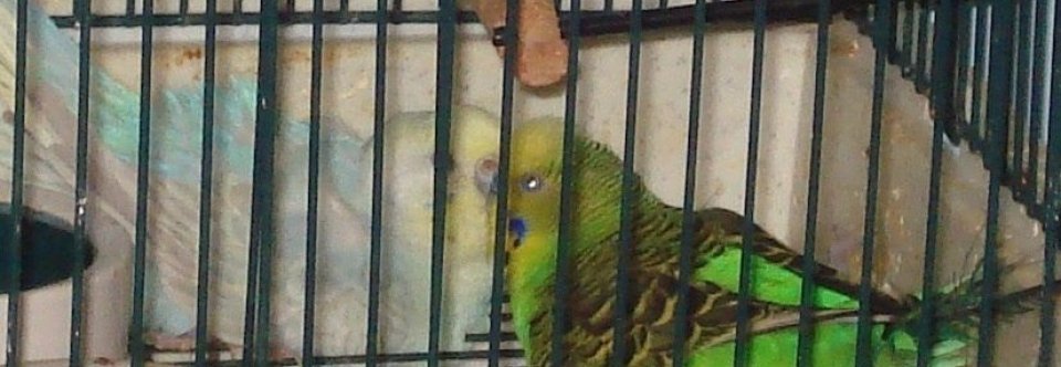 Charles Darwin dinosaurs