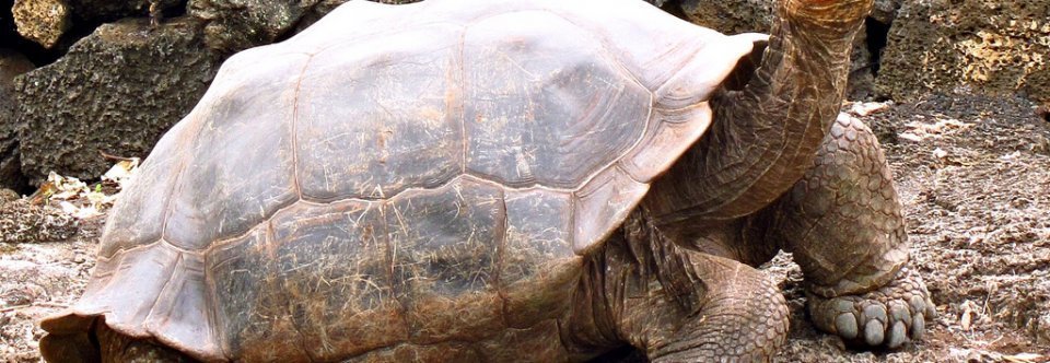 Charles Darwin tortoise Australia