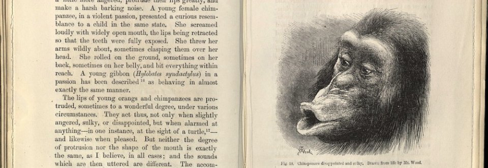 Human evolution theory by Charles Darwin