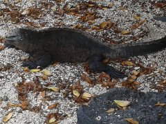 The Galapagos marine iguanas are the only marine iguanas known to exist. They are black, like the volcanic rocks on the coastline which they inhabit. Image courtesy of Leslie Cohen, the author.