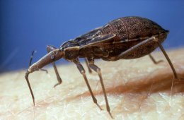 Chagas disease Charles Darwin