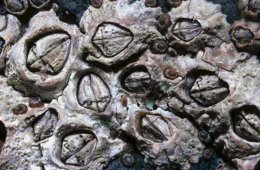 Charles Darwin Biography essay