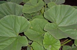 Charles Darwin, earthworms