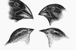 Charles Darwin eureka Moments