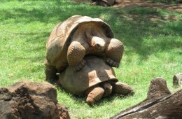 Charles Darwin Galapagos tortoise
