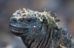 Charles Darwin marine iguanas