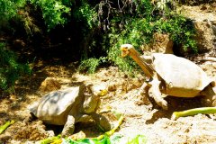Two Galapagos Tortoises at the Charles Darwin Research Station in the Galapagos Islands
